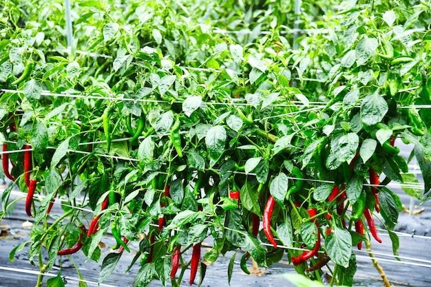 hot peppers in a pot