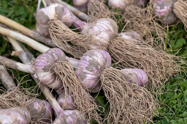 grow onion in your garden