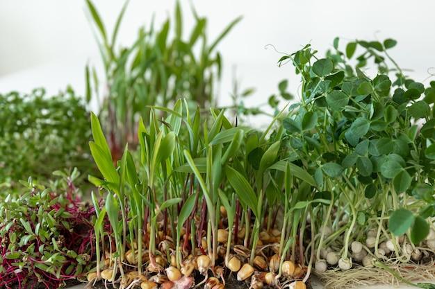 companion planting