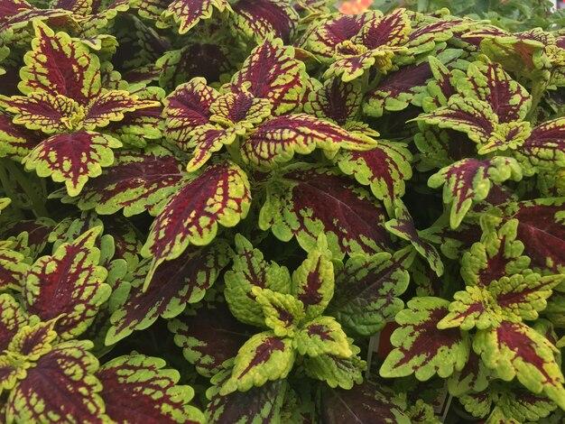 perennial