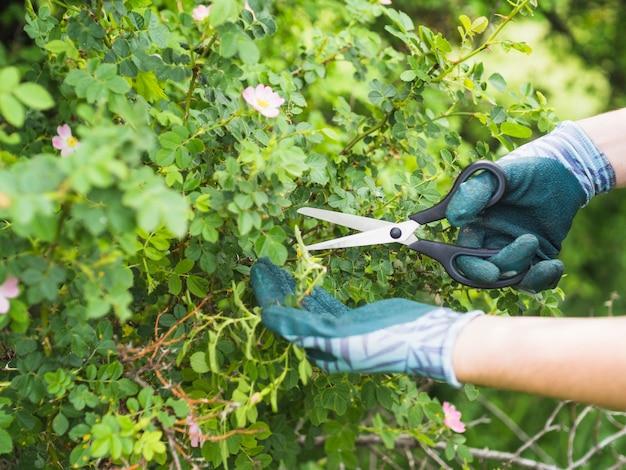 pruning branches