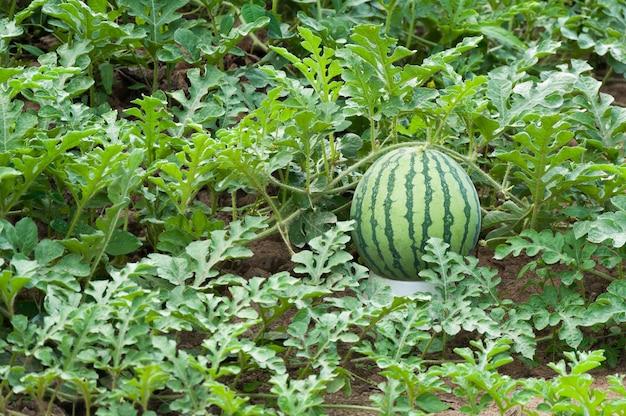 watermelon grow in raised beds