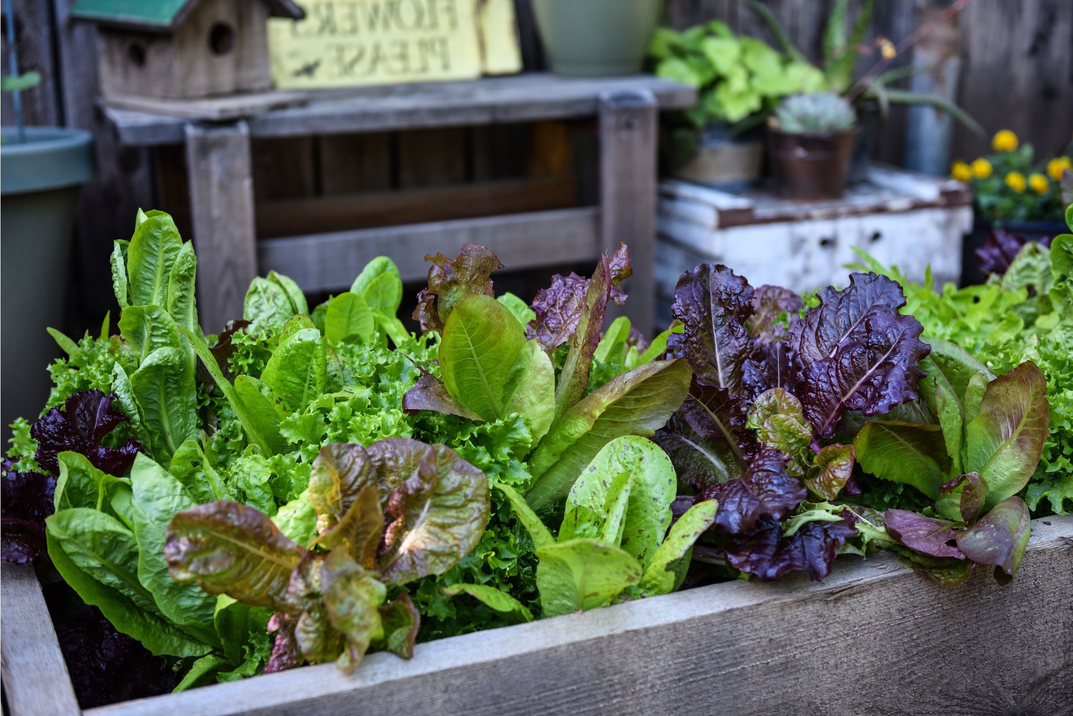 start a garden in the fall seasons