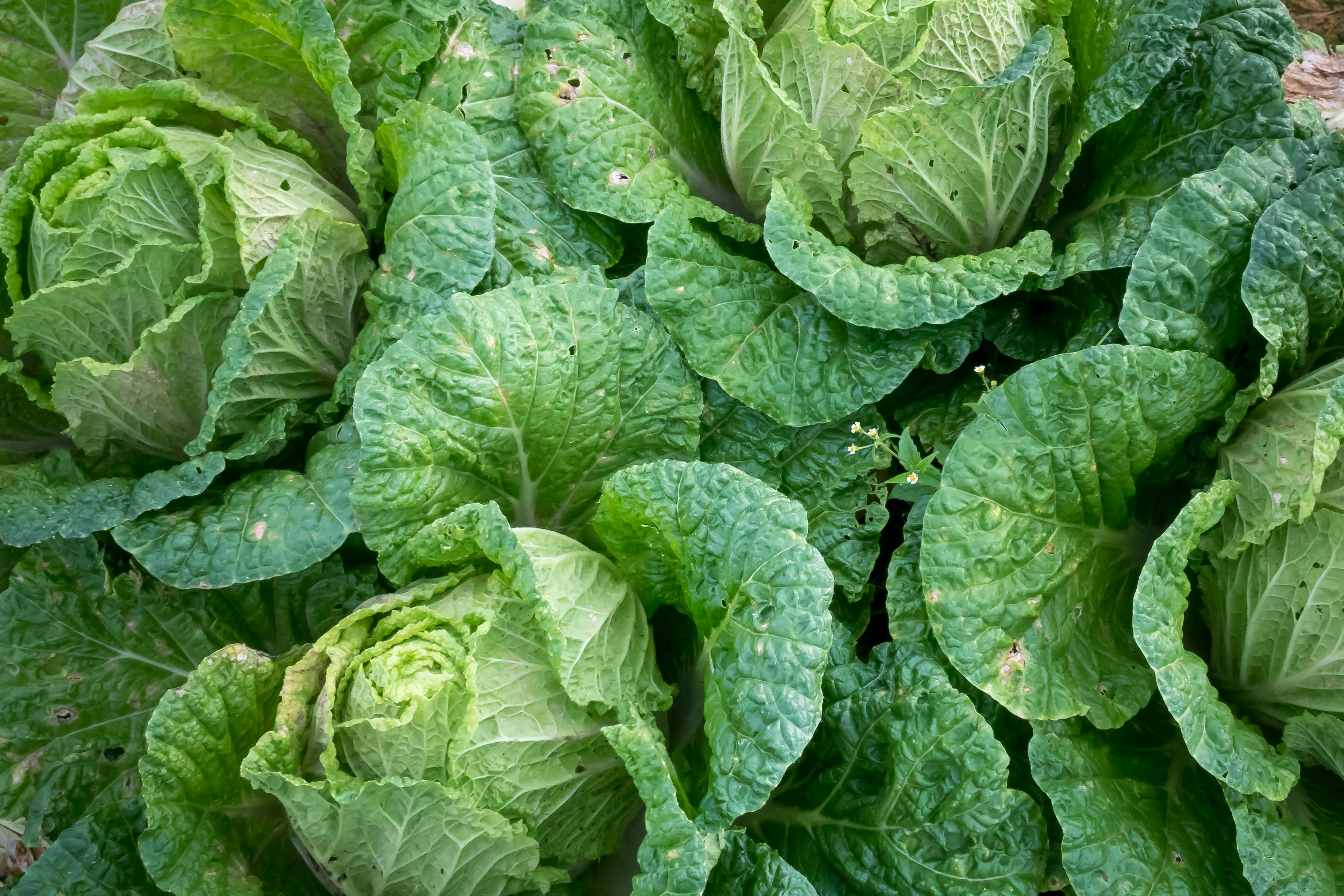 cabbage