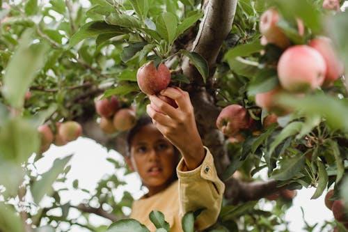 harvesting delicious apple