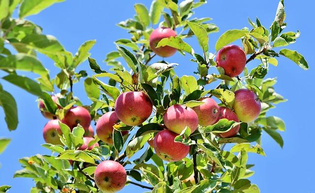 How to Prevent Common Apple Tree Diseases: Ways You Can Do