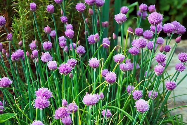 Clover