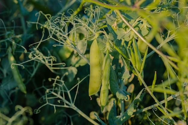 Difference between Bush Beans and Pole Beans: Understanding the Basics