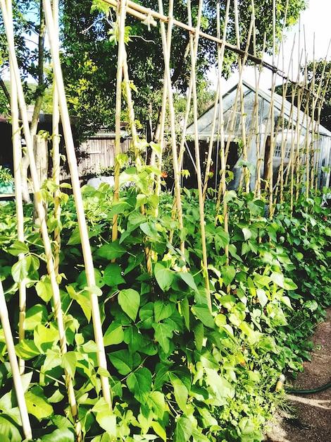 create support pole bean