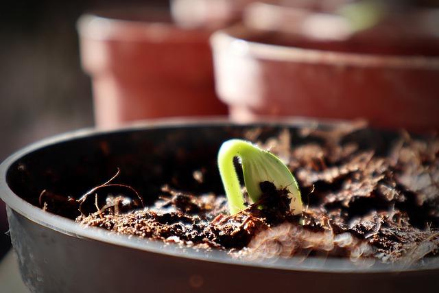 How to Grow Sweet and Crunchy Carrots with Some Stages
