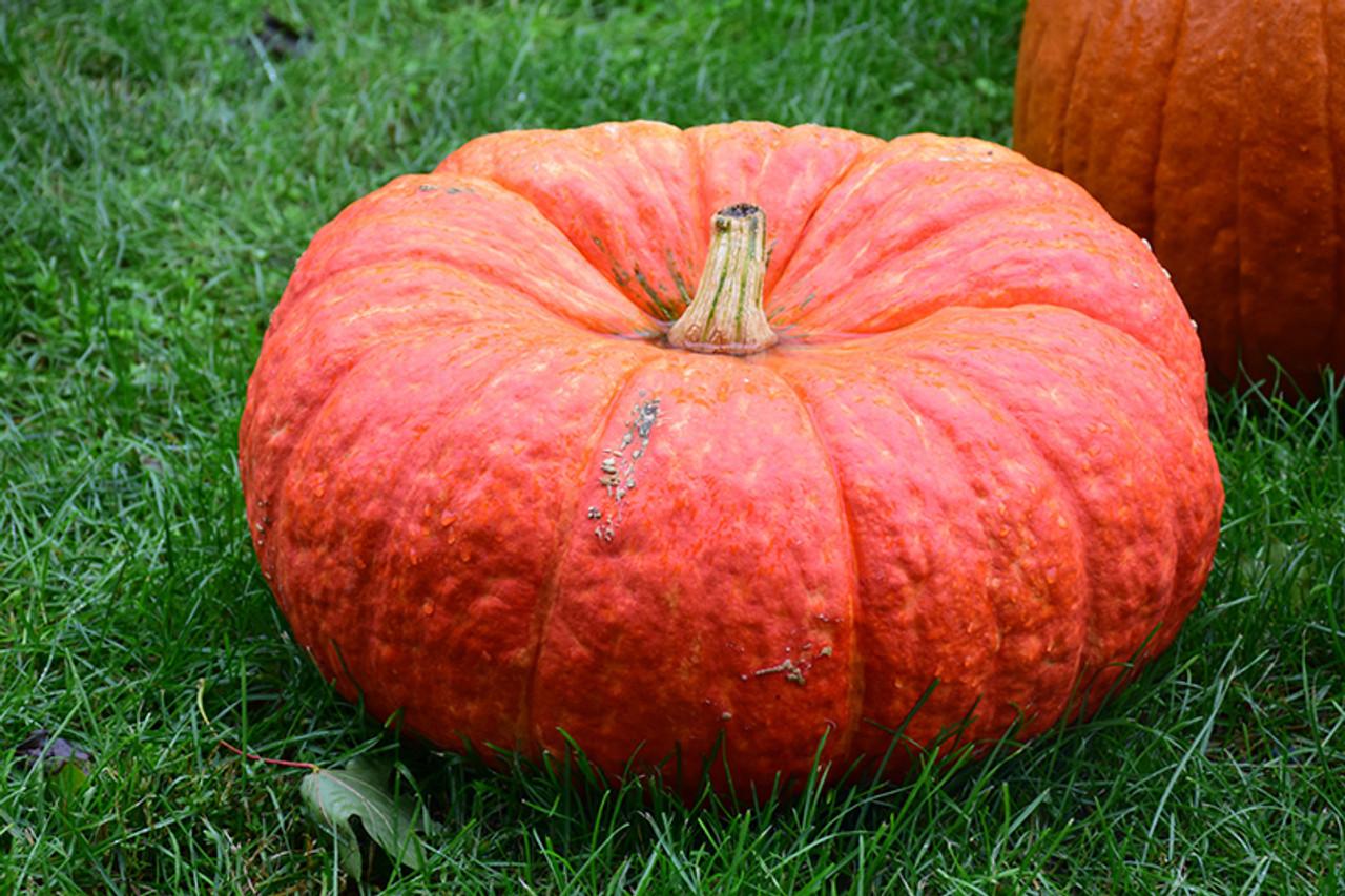 Where to Buy Cinderella Pumpkin Seeds to Plant