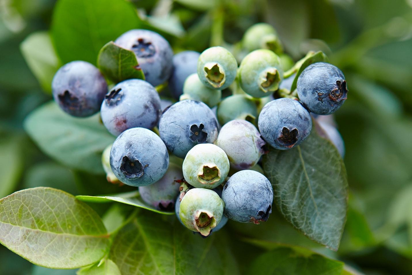 The Importance of Acidic Soil for Blueberries and the Way to Acidify Soil