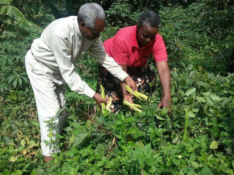 Green Manuring Crops Examples and Benefits