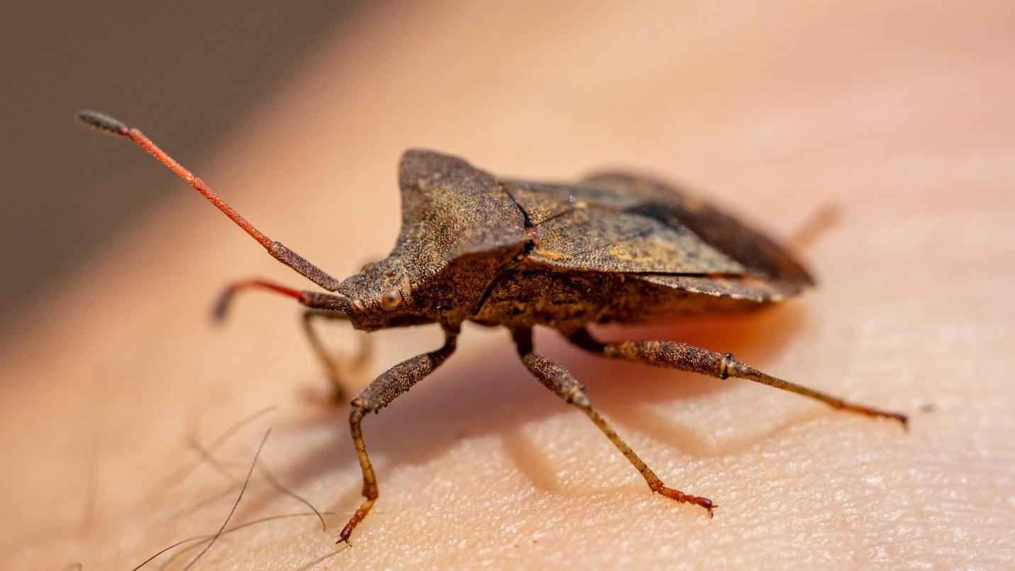 Stink Bugs Explained: Physical Description, Habitat, Life Cycle, and How to Deal with Them