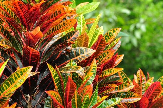 tropical croton plant