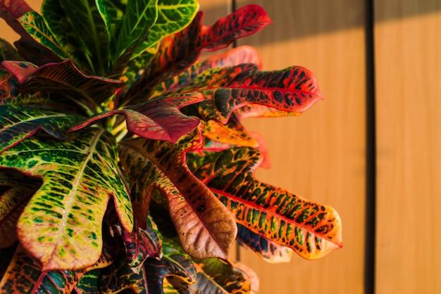 caring croton plant