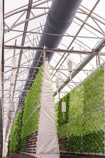 vertical-farming
