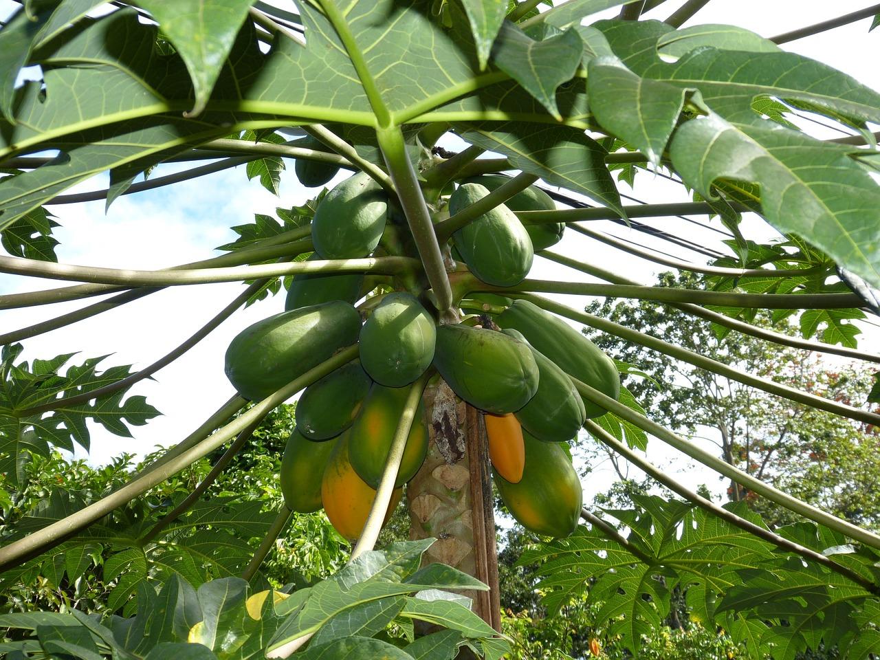 collect papaya seeds