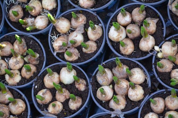 garlic growing