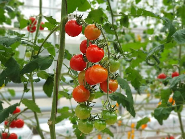 grow tomatoes