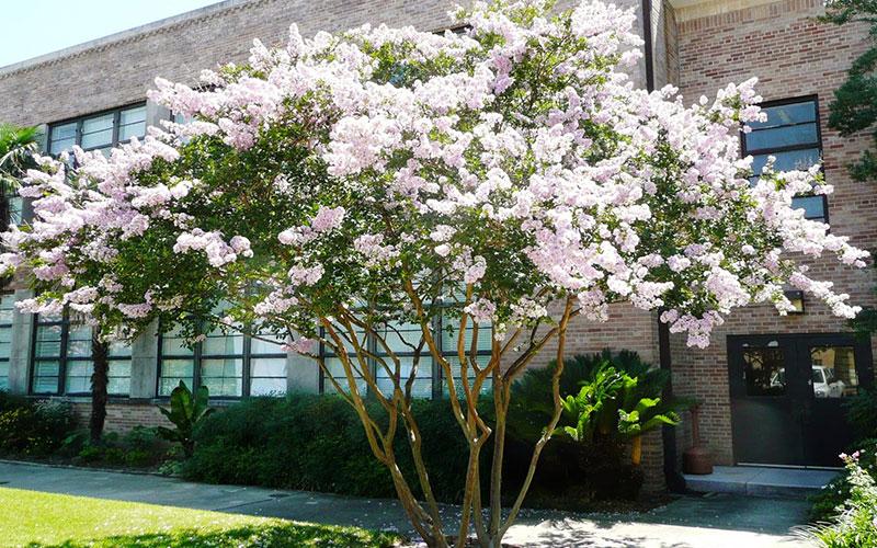 When to Cut Crape Myrtles: The Best Time for Healthy Growth