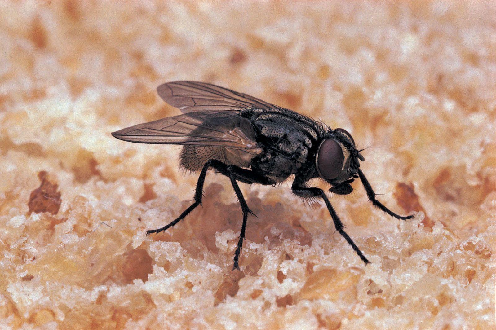 Effective DIY Indoor Fly Traps for a Pest Free Home