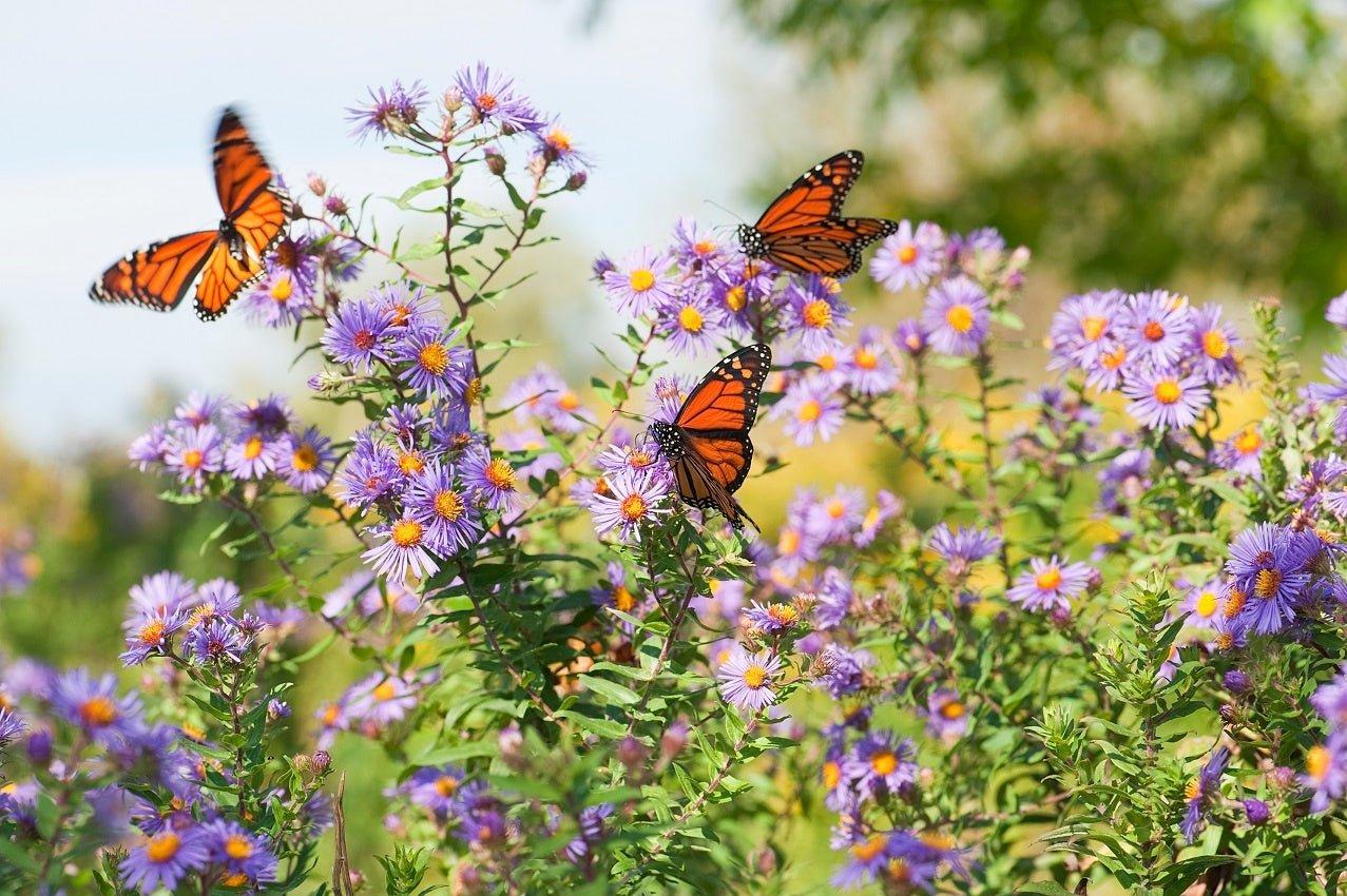 12 Flowers That Attract Butterflies to Your Garden