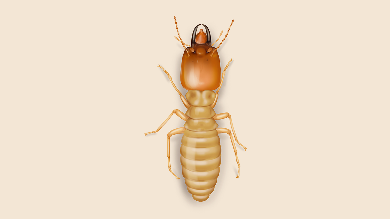 Subterranean Termites: Physical Description, Habit, and How to Prevent them
