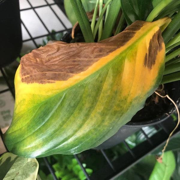 How To Revive Dying Plants Caused By Overwatering Step by Step