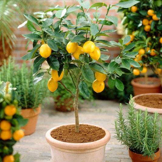 20 Best Fruit Trees For Small Tropical Backyards And Limited Spaces Which Are Easy To Grow!
