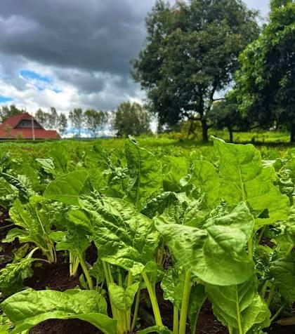What To Plant in Rainy Season For Maximum Harvest: 7 Crops That Grow Faster Than You Think