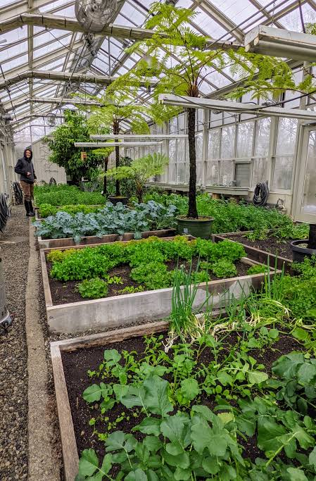 Cheap Greenhouse Ideas For Tropical Backyard Gardens : Build More Spend Less
