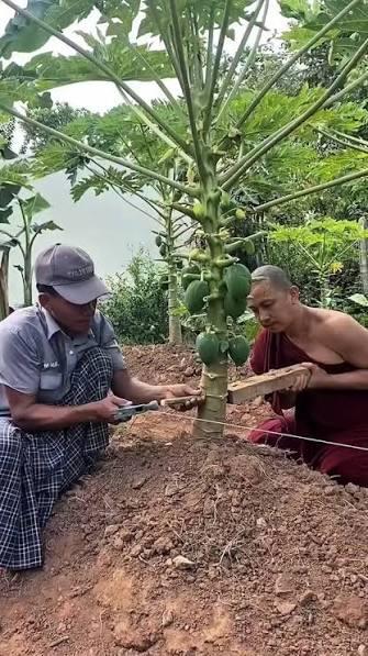 Want Bigger Papayas Faster?