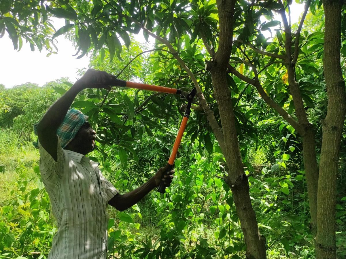 Stop Cutting Your Mango Tree the Wrong Way!